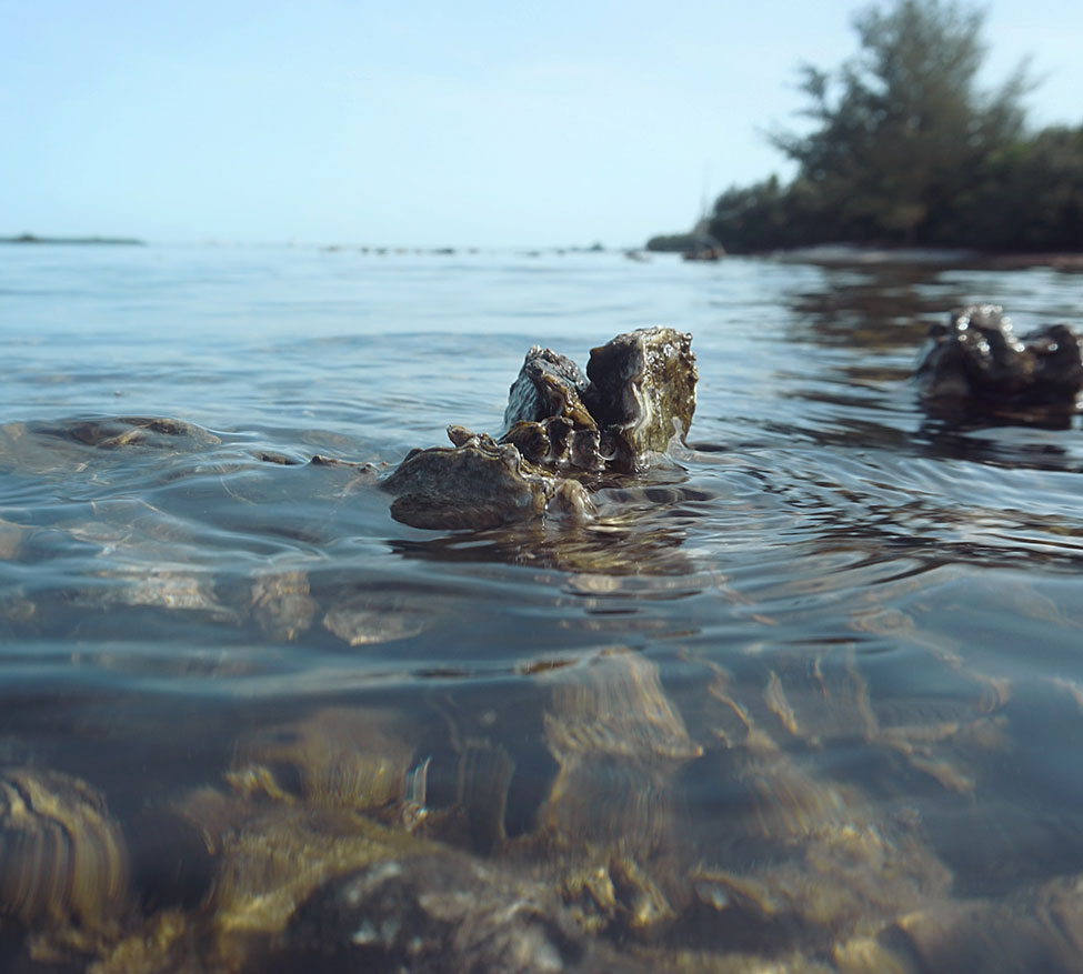 environment-oyster-bed